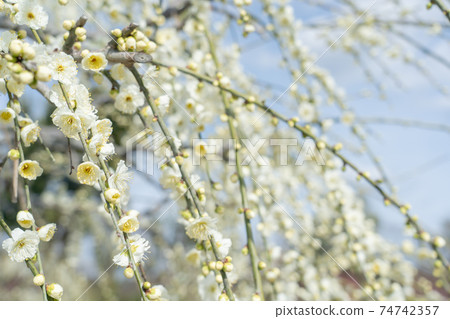 Early spring plum branch Weeping white plum Early spring plum branch Weeping white plum 74742357