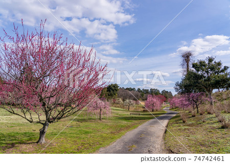 Plum tree in early spring, a walking path in the plum garden Plum tree in early spring, a walking path in the plum garden 74742461