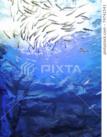 北大知水族館/ tsu坪水族館（北海道北見市蘆shi町） 74742541