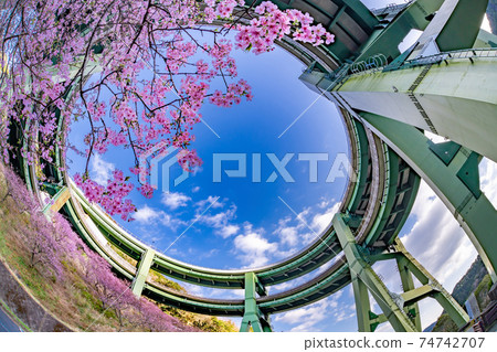 靜岡縣加茂區河津町上橋的環狀橋和川津櫻 74742707
