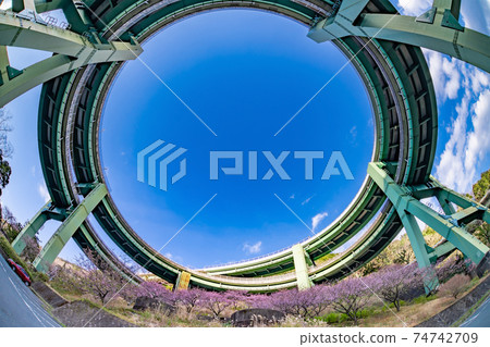 靜岡縣加茂區河津町上橋的環狀橋和川津櫻 74742709
