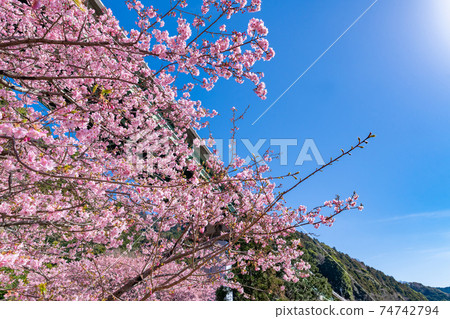 靜岡縣鴨友市河津町上ij市的河津櫻 74742794
