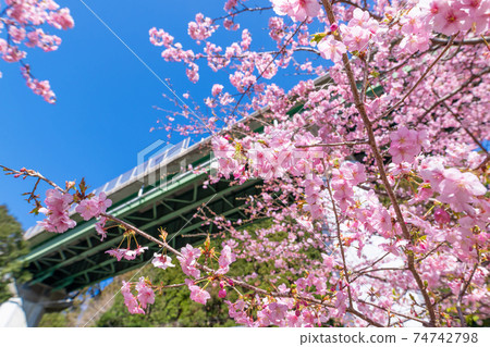 Kawazu Sakura in Kamijou, Kawazu Town, Kamo District, Shizuoka Prefecture Kawazu Sakura in Kamijou, Kawazu Town, Kamo District, Shizuoka Prefecture 74742798