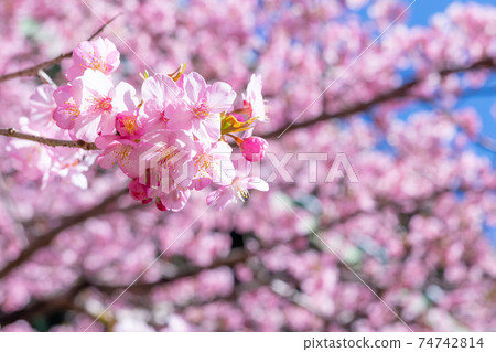 Kawazu Sakura in Kamijou, Kawazu Town, Kamo District, Shizuoka Prefecture 74742814