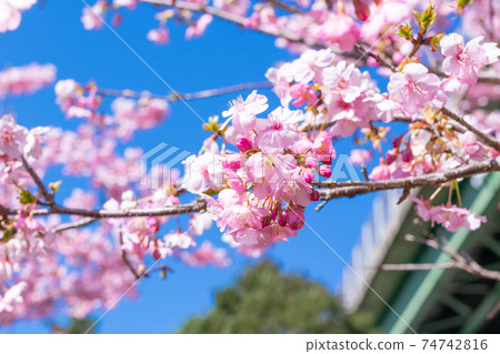 Kawazu Sakura in Kamijou, Kawazu Town, Kamo District, Shizuoka Prefecture Kawazu Sakura in Kamijou, Kawazu Town, Kamo District, Shizuoka Prefecture 74742816