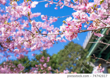 靜岡縣鴨友市河津町上ij市的河津櫻 靜岡縣鴨友市河津町上ij市的河津櫻 74742817