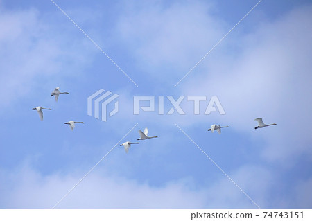 Swan flight Swan flight 74743151