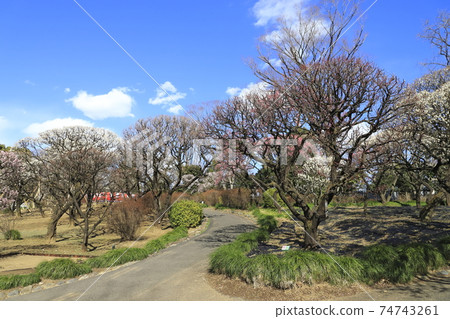 Sa玉縣川口市川口市綠色中心梅梅諾荒井空 Sa玉縣川口市川口市綠色中心梅梅諾荒井空 74743261