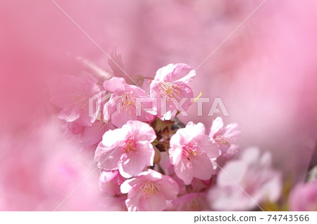 河津櫻（Kawazu Sakura）特寫攝影 74743566