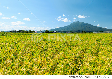 [青森縣磐城的腳]切削前磐城和稻田的風景 74743897