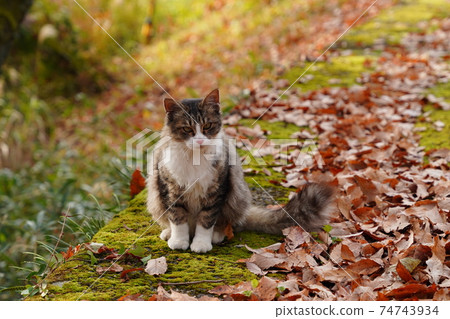 小貓與父母分離，成為單身，當他們認為自己正在日本楓樹的落葉上行走時，便便大便。 74743934