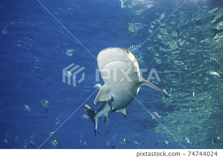 Blacktip Reef Shark, Carcharhinus melanopterus 74744024