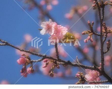 白眼和川z(Sakura Kawazu)柔焦 白眼和川z(Sakura Kawazu)柔焦 74744097