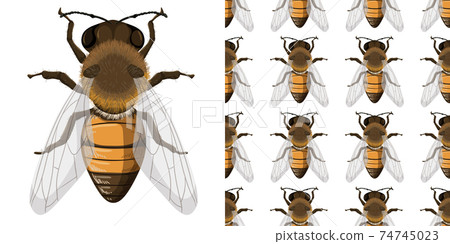 Honey bee and seemless background 74745023