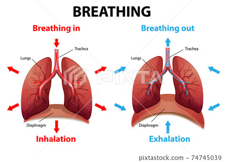 The process of breathing explained - Stock Illustration [74745039] - PIXTA