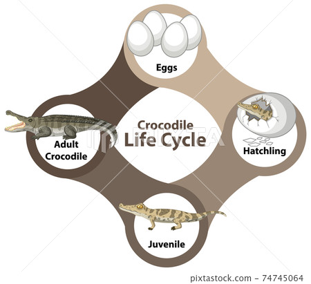 Crocodile Life Cycle Diagram 74745064