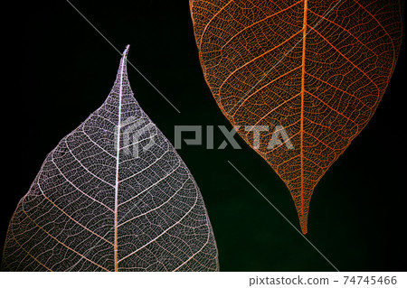 Veins of white and orange leaves 74745466