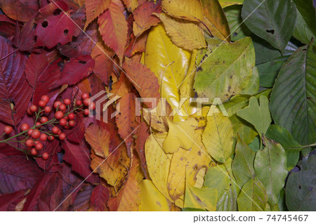 秋天紅色，橙色，黃色，黃綠色，綠色的葉子 74745467