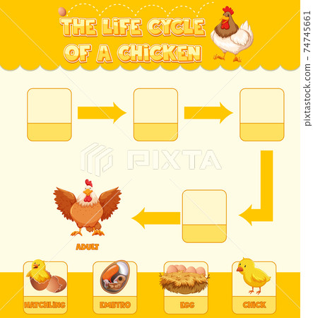 Diagram showing life cycle of Chicken Diagram showing life cycle of Chicken 74745661