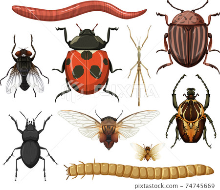 Different insects collection isolated on white background Different insects collection isolated on white background 74745669