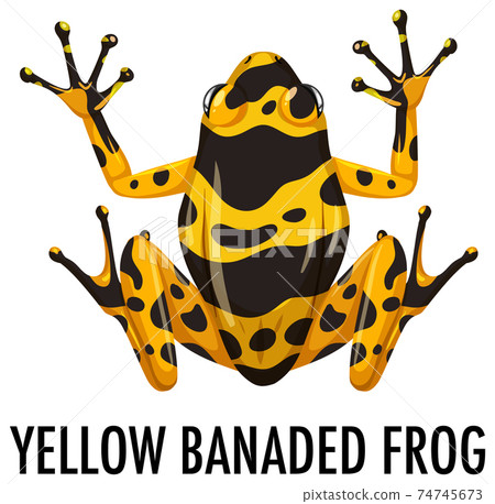 Yellow banaded frog isolated on white background 74745673