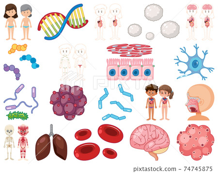 Set of human inner organs isolated on white background Set of human inner organs isolated on white background 74745875