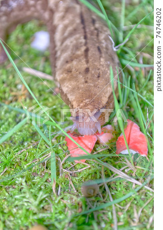 山名久治的牙齒 74746202