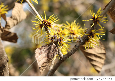 Cinnaman囊 Cinnaman囊 74746263