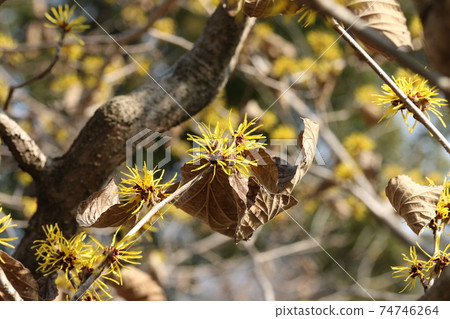 Cinnaman囊 Cinnaman囊 74746264