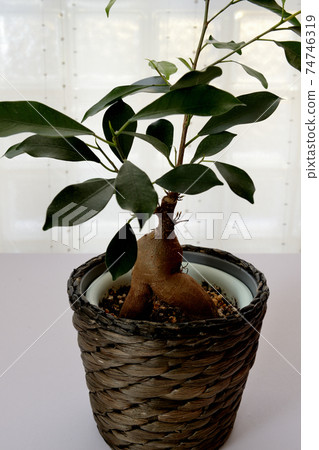 Ornamental plant banyan 74746319