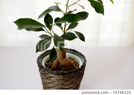 Ornamental plant banyan Ornamental plant banyan 74746320