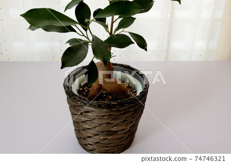 觀賞植物Gajumaru 觀賞植物Gajumaru 74746321