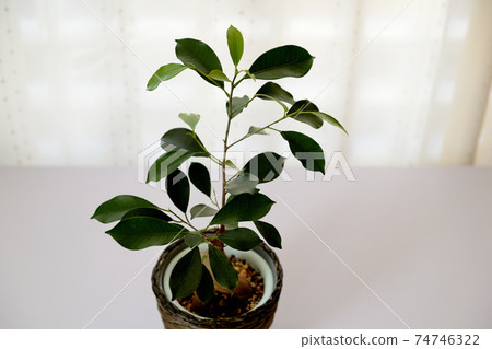 Ornamental plant banyan Ornamental plant banyan 74746322