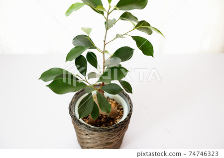 觀賞植物Gajumaru 觀賞植物Gajumaru 74746323