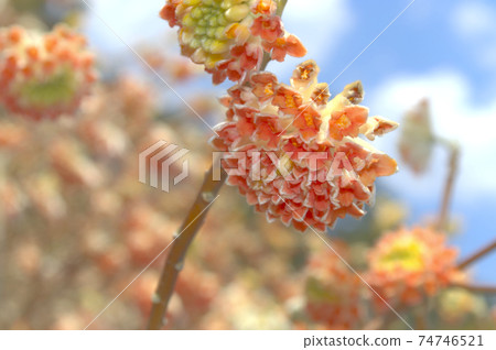 Zinbo紗布 Zinbo紗布 74746521