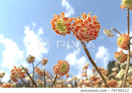 Zinbo紗布 74746522