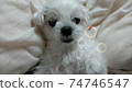 dog, dogs 74746547