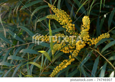 Mahonia confusa blooming in autumn Mahonia confusa blooming in autumn 74746907