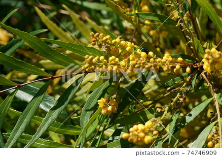 Mahonia confusa blooming in autumn Mahonia confusa blooming in autumn 74746909