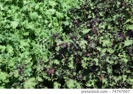 Perilla field leafy vegetables Perilla field leafy vegetables 74747007