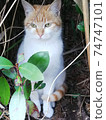 Cat  74747101