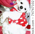 maltese, dog, dogs 74747102
