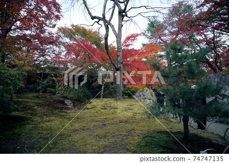 秋天美麗的葉子Hogon-in寺 秋天美麗的葉子Hogon-in寺 74747135