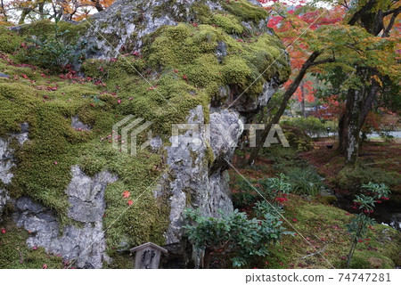秋天美麗的葉子Hogon-in寺 秋天美麗的葉子Hogon-in寺 74747281