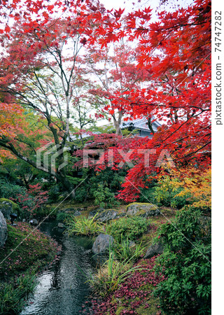 秋天美麗的葉子Hogon-in寺 74747282