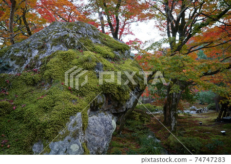 秋天美麗的葉子Hogon-in寺 秋天美麗的葉子Hogon-in寺 74747283
