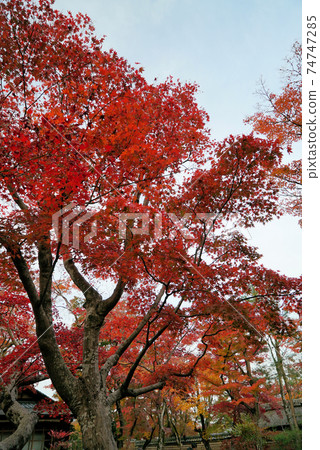 秋天美麗的葉子Hogon-in寺 秋天美麗的葉子Hogon-in寺 74747285