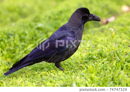 Jungle crow standing in a flower field in winter. 74747329
