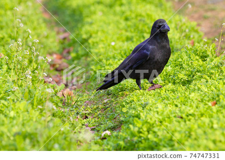 Jungle crow standing in a flower field in winter. Jungle crow standing in a flower field in winter. 74747331