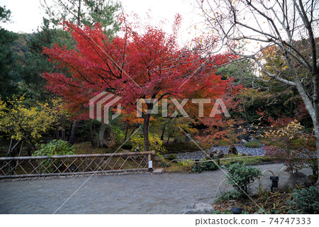 秋天美麗的葉子Hogon-in寺 秋天美麗的葉子Hogon-in寺 74747333